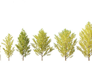 Populus canadensis - Canadian Poplar 02