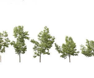 Robinia pseudoacacia - Black locust 01