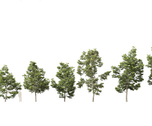 Robinia pseudoacacia - Black locust 02