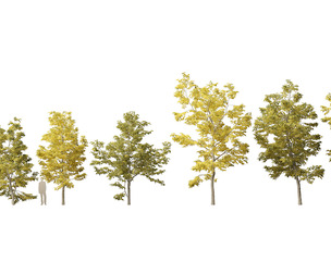 Robinia pseudoacacia - Black locust 03