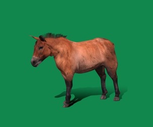 Mongolian Przewalski Wild Horse