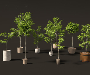 Robinia pseudoacacia - Black locust 04