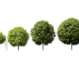 Robinia pseudoacacia - Black locust 050