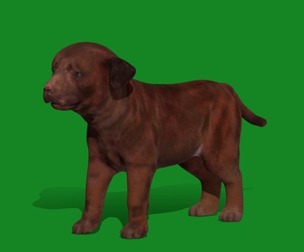 Labrador Retriever Puppy Dog