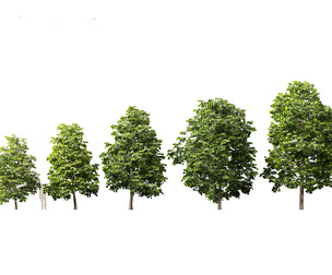 Tilia europaea - The common lime 01