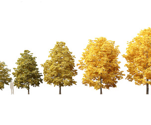 Tilia europaea - The common lime 02