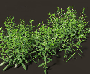 Alternanthera philoxeroides - alligator weed
