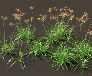 Cyperus rotundus - Purple Nutsedge