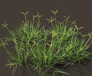 Dactyloctenium aegyptium - Egyptian crowfoot grass