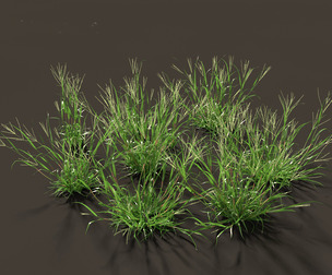 Digitaria ciliaris - Fingergrass