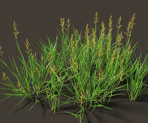 Echinochloa crusgalli - cockspur grass