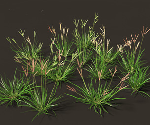 Eleusine indica - Indian Goosegrass