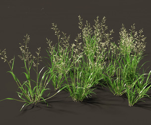 Eragrostis cilianensis - Stink Grass