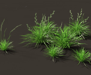 Lolium perenne - Perennial ryegrass