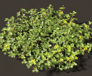 Oxalis corniculata - creeping woodsorrel