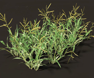 Paspalum wettsteinii - Broadleaf Paspalum