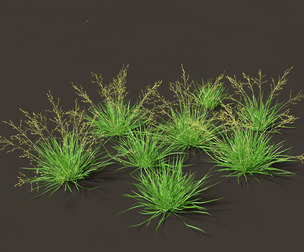Poa annua - Annual meadow grass