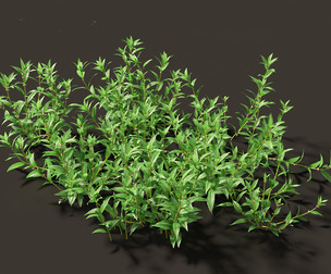 Pouzolzia zeylanica - Graceful Pouzolzsbush