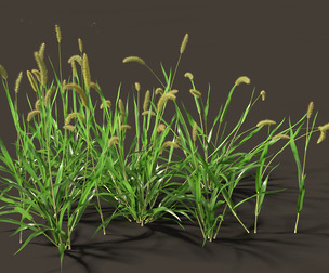 Setaria viridis - Green foxtail