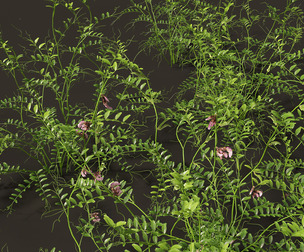 Vicia sepium - bush vetch