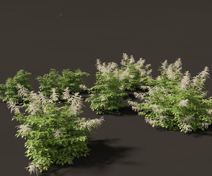 Aruncus dioicus - Goatsbeard
