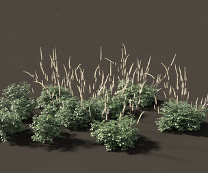 Cimicifuga simplex - bugbane