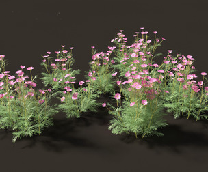 Cosmos bipinnatus - Garden Cosmos