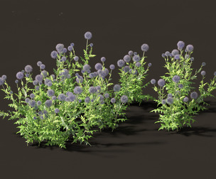Echinops banaticus - Blue globe-thistle