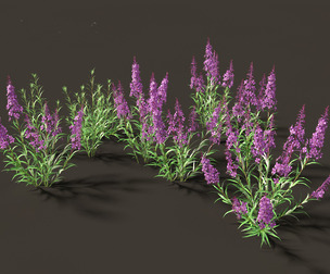 Epilobium angustifolium - Fireweed