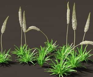 Eremurus himalaicus - Foxtail lily