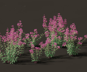 Eupatorium purpureum - Purple Joe-Pye weed