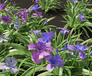 Iris tectorum - Roof iris