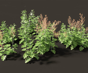 Macleaya microcarpa - plume poppies