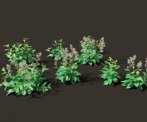 Nicotiana sylvestris - flowering tobacco