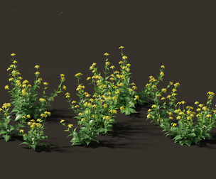 Rudbeckia laciniata - tall coneflower