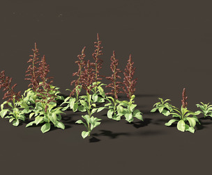 Veratrum nigrum - black false hellebore