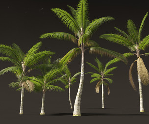 Acanthophoenix crinita - White Barbel Palm 01