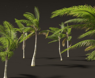 Acanthophoenix crinita - White Barbel Palm 02