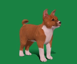 Basenji Puppy Dog