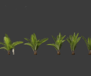 Beccariophoenix alfredii  01