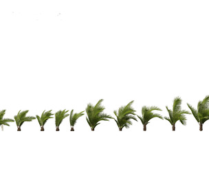 Beccariophoenix alfredii 02