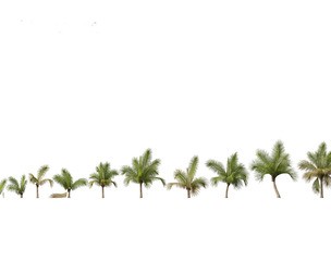 Beccariophoenix alfredii 03
