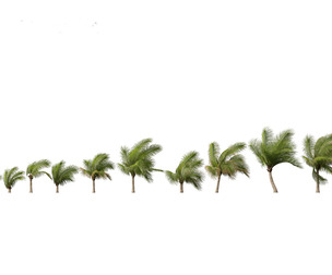 Beccariophoenix alfredii 04
