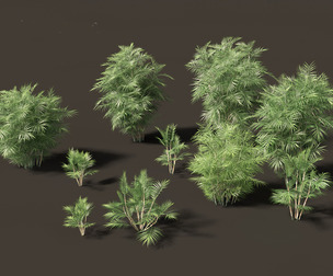 Chamaedorea seifrizii - Bamboo palm 01