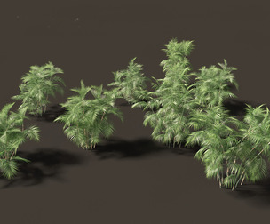 Chamaedorea seifrizii - Bamboo palm 04