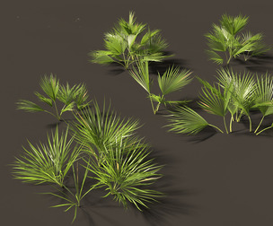 Chamaerops humilis - Mediterranean fan palm 01