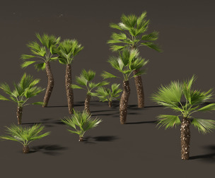 Chamaerops humilis - Mediterranean fan palm 02