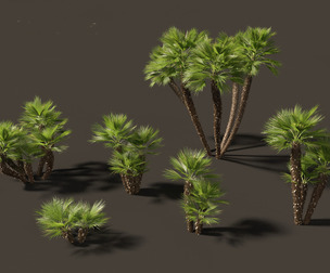 Chamaerops humilis - Mediterranean fan palm 03