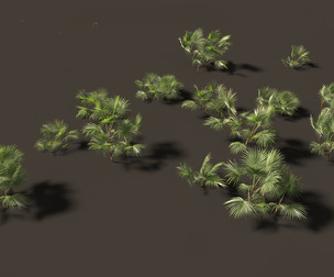 Chuniophoenix hainanensis - Hainan fan palm 01