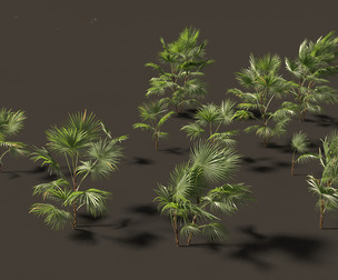 Chuniophoenix hainanensis - Hainan fan palm 02